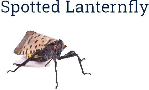 Spotted Lanternfly Spotted Lanternfly